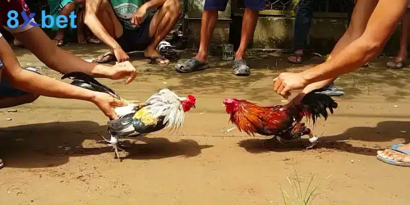 Đá gà cựa dao - Trải nghiệm các trận đấu kịch tính, hấp dẫn các trận đá gà cựa dao thường diễn ra nhanh từ 5 đến 15 phút
